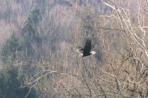 Fellow angler: A mature bald eagle takes flight along the Bush Kill in Arkville, a tributary to the East Branch Delaware River and the Pepacton Reservoir